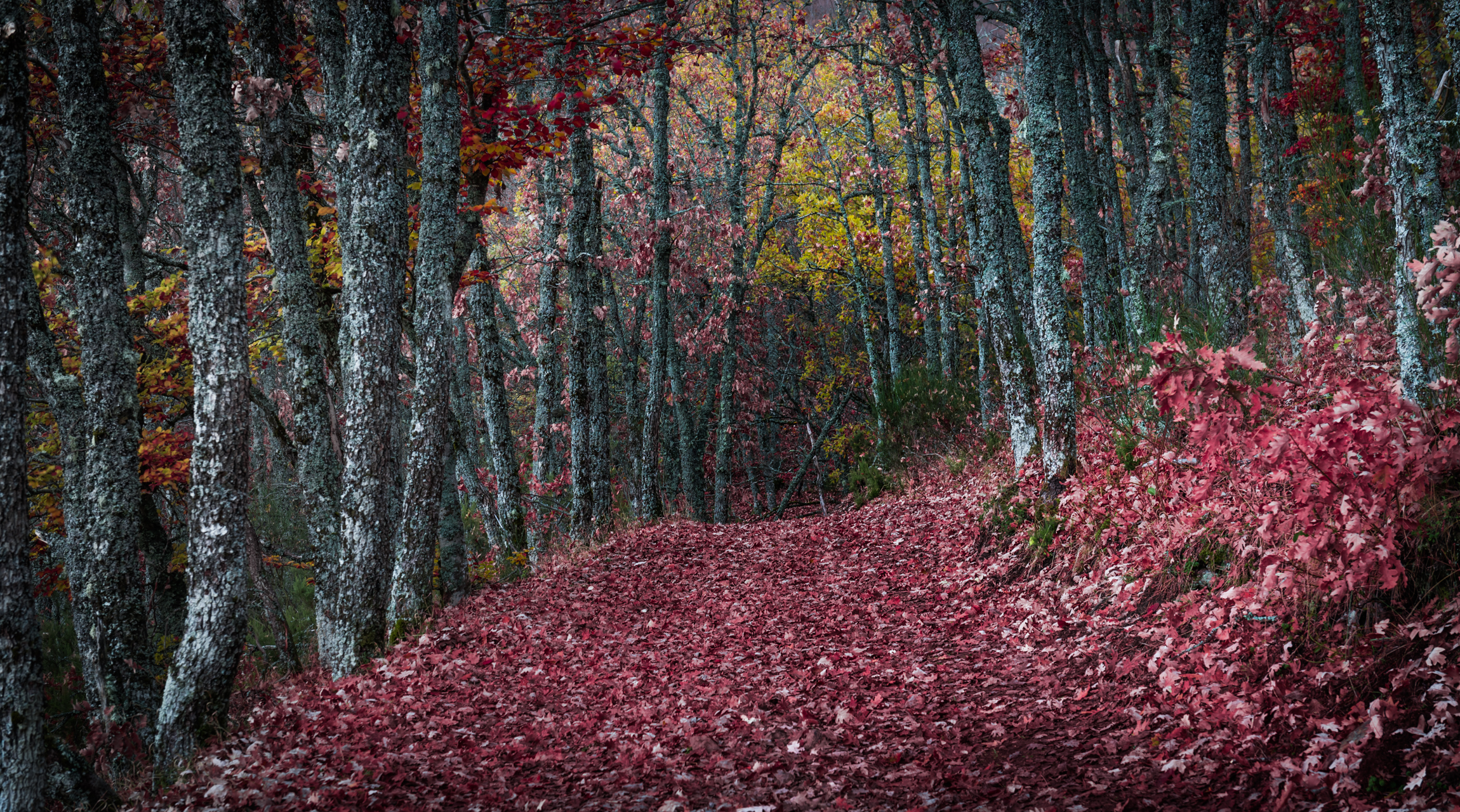 Bosques y Arboles